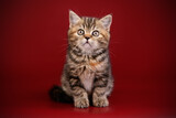 Fototapeta Koty - Scottish straight shorthair cat on colored backgrounds