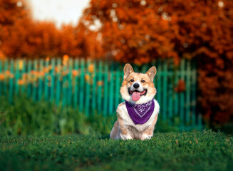 Sticker - cute corgi dog puppy sitting in the garden with his tongue hanging out