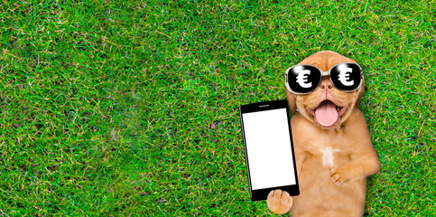 Happy mastiff puppy wearing sunglasses with euro sign lies on green summer grass and shows empty screen of smartphone. Top down view. Empty space for text