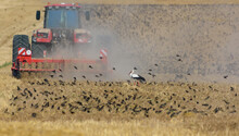 Big Flock Of Common Starlings (Sturnus Vulgaris) And White Stork Feeding On Plowing Field Right After Tractor