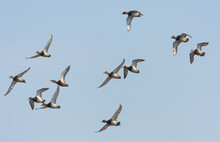 A Mixed Flock Of Common Pochards (Aythya Ferina) In Fast Flight Over Blue Sky 