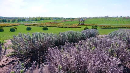 Poster - The small lavender shrubs