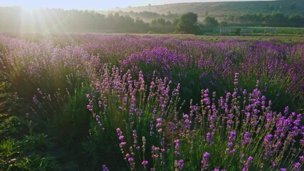 Poster - The sun rays over lavender field