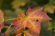 Verfärbtes Blatt im Herbst