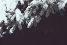 Beautiful Christmas Background With Snow Covered Gray Fir Tree Brunch Close Up. Copy Space, Trendy Moody Dark Grey Toned Design. Vintage December Wallpaper. Natural Winter Holiday Forest Backdrop