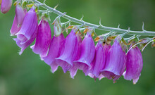 Close Up Of Fox Gloves 