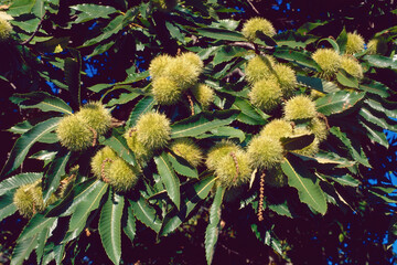 Wall Mural - chestnut plant, leaves and unripe curlies