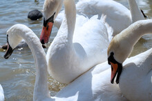 White Swan Flock In Spring Water. Beautiful White Swans Floating On Water In Search Of Food.