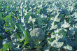 Cultivation of broccoli. Winter variety