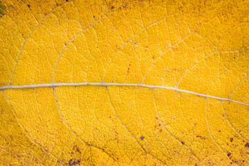 Canvas Print - Yellow leaf texture