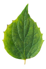 Sticker - Green leaf isolated