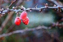 Red Berries Of A Barberry Covered With Hoarfrost. Background With Selective Focus. Winter Garden In Cold Colors
