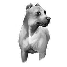 Alano Espanol Breed Digital Art Illustration Isolated On White Black And White. Cute Domestic Purebred Animal. Spanish Bulldog In English, Large Breed Of Dog Of Molosser Dog Type. Coat Short And Thick