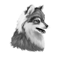 Alaskan Klee Kai Dog Breed Digital Art Illustration Isolated On White Black And White. Cute Domestic Purebred Animal. Portrait Of Alaskan Pedigree, Profile View Of Long Haired Doggy Purebred Print