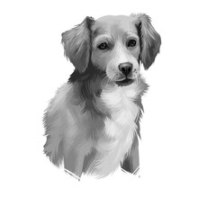 Alopekis Breed Digital Art Illustration Isolated On White Black And White. Cute Domestic Purebred Animal. Brown Dog With White Neck, Cute Canine Best Friend With Long Fur, Adorable Purebred