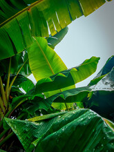 Green Leaves- Banana