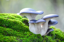 Blue Hat Of Oyster Mushrooms Growing On Green Moss Close Up