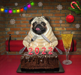 Wall Mural - A dog pug in a Santa Claus hat eats a chocolate 2022 Christmas cake with candles in a restaurant.