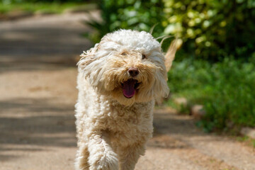  Seltener Australian Labradoodle
