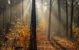 Fototapeta Natura - The sun's rays pierce the branches of the trees. Beautiful autumn morning in the forest.