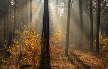 The Sun's Rays Pierce The Branches Of The Trees. Beautiful Autumn Morning In The Forest.