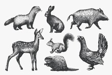 A Set Of Forest Animals, Hand-drawn Graphics, Sketches, Linear Drawings In Vintage Style. Vector Illustration.