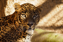 Ceylon Leopard Portrait Relaxes In Captivity.