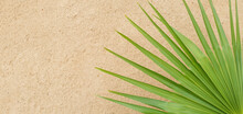 Palm Leaf Under The Sand