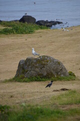 Wall Mural - Large brown and white seagulls in flight over the coast of the Faroe Islands