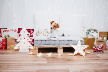 cute jack russell dog sitting on comfortable cushion over christmas decoration at home or studio. Christmas time, december, white background with lights