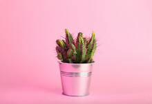 Fresh Cactus On Color Background