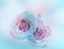 Pale Blue Rose 