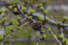 Tamarack (Larix Americana) Or Hackmatack Or American Larch In Spring With Fresh Growth