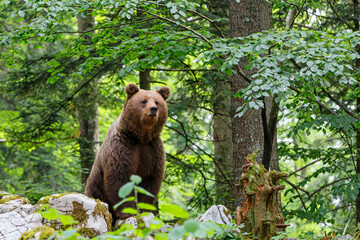 brown bear - close encounter with a wild brown bear, searching for food and eating in the forest and