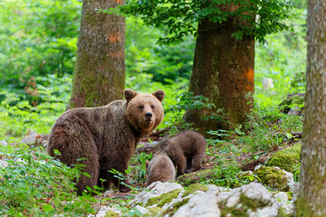 Wall Mural - wild brown bear mother with her cubs walking and searching for food in the forest and mountains of t