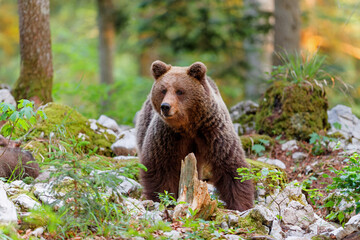 Wall Mural - brown bear - close encounter with a wild brown bear, searching for food and eating in the forest and