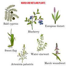 Marsh And Wetland Plants Collection