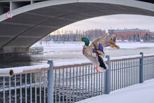 Flying Duck Couple Over Tammerkoski Rapids Near Bridge Arc