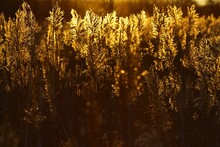 Golden Reeds In Sun Rays At Sunset