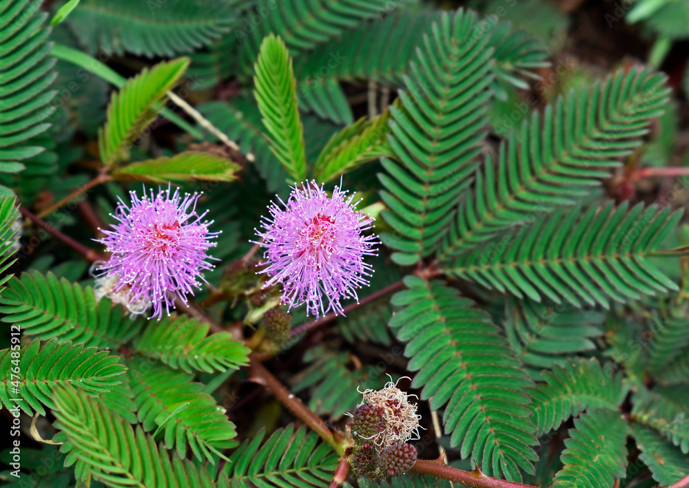 Sensitive plant or sleepy plant flowers (Mimosa pudica) Stock Photo | Adobe  Stock