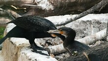 Two Cormorants Are Fighting For A Feather In Slow Motion. Wild Birds Nature Background. Emotions Of Cormorants.