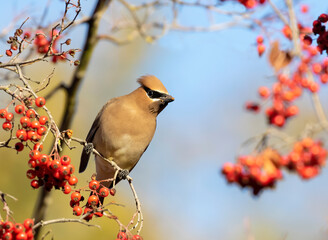 Wall Mural - cedar waxwing