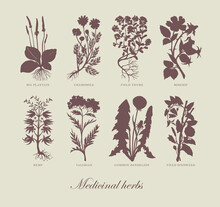 Vector Illustration With Medicinal Plants And Inscriptions In Retro Style. Monochrome Pharmaceutical Banner With Silhouettes Of Curative Herbs On An Old Paper Background. Green Medicine