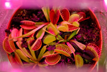Venus Flytrap A Predatory, Carnivorous Plant That Hunting Insects. Growth Under An Ultraviolet Grow Lamp.