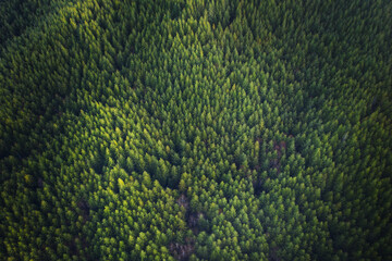 green background douglas fir trees in oregon, aerial view.