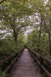 Fototapeta  - wooden boardwalk in the forest