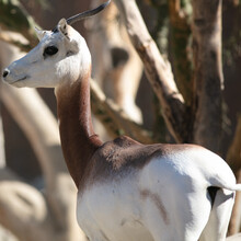 An African Dama Gazelle In Its Zoo Habitat