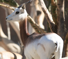 An African Dama Gazelle In Its Zoo Habitat