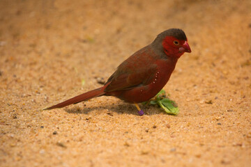 Wall Mural - The crimson finch (Neochmia phaeton) .