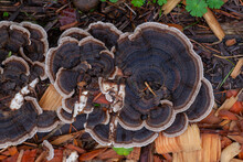 Group Of Turkey Tail Fungus